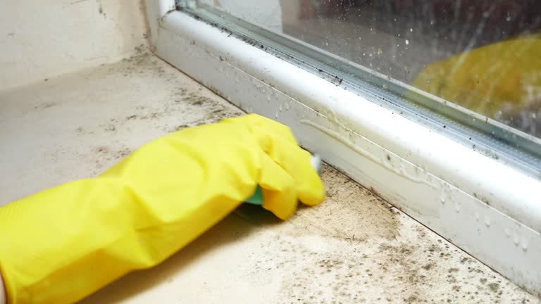 Why You Should Choose Our Mold Remediation Services in Danbury, CT